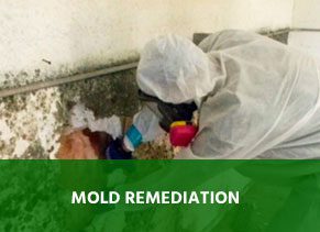 Best Mold Remediation Raleigh NC