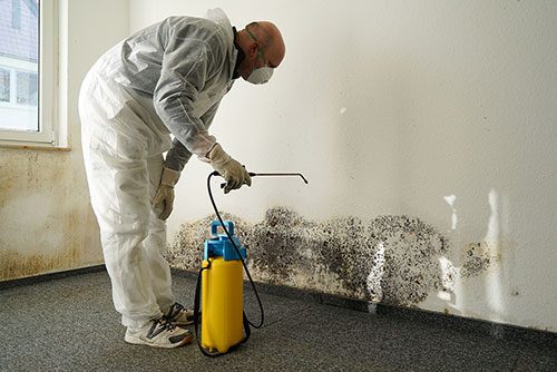 mold remediation raleigh NC
